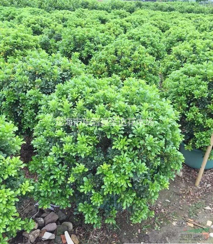 米兰球各种规格大量批发供应