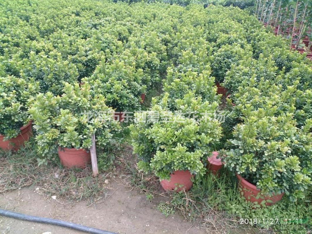 米兰球各种规格大量批发供应