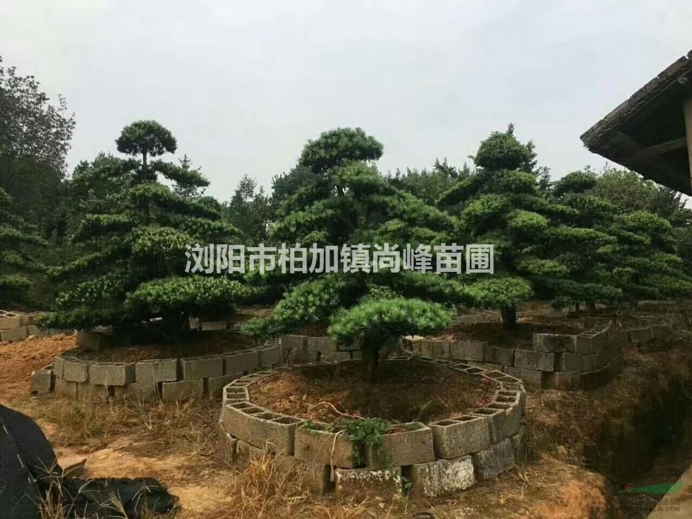 首页 浏阳市柏加镇尚峰苗圃 产品供应 > 大小规格造型罗汉松基地   报