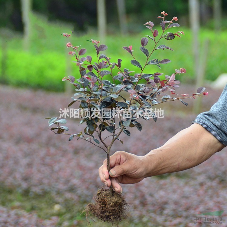 优质特价红花继木小杯苗3产地直销