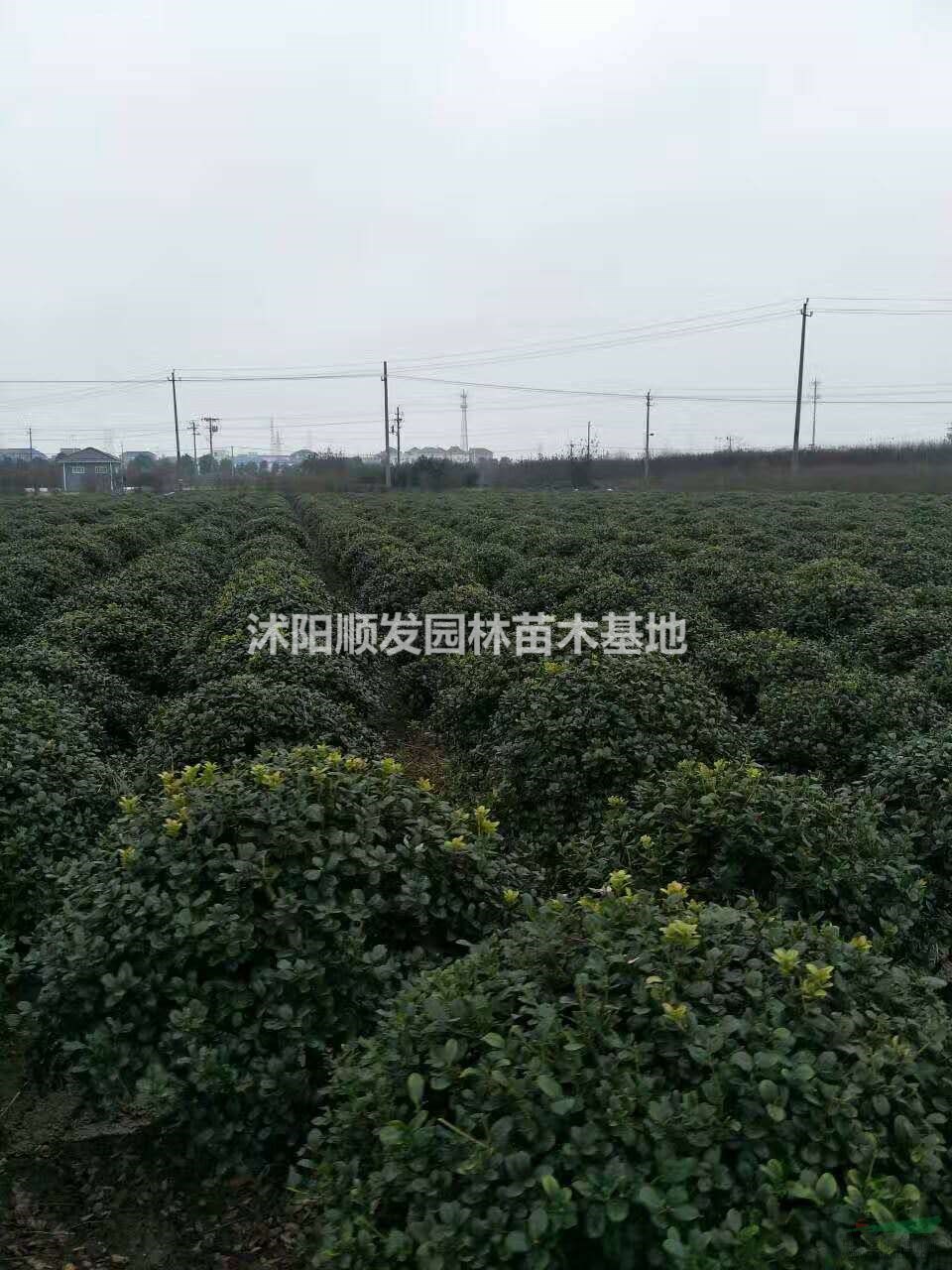 [Ʒ]/޴̹3۸/