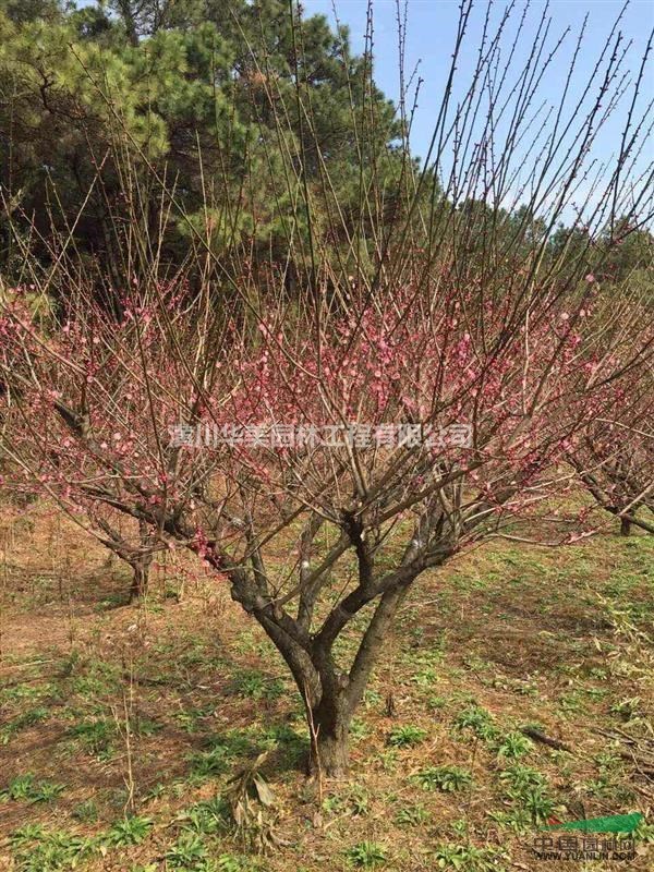 地径1-20公分观赏树红梅价格,红梅产地价格河南红梅树