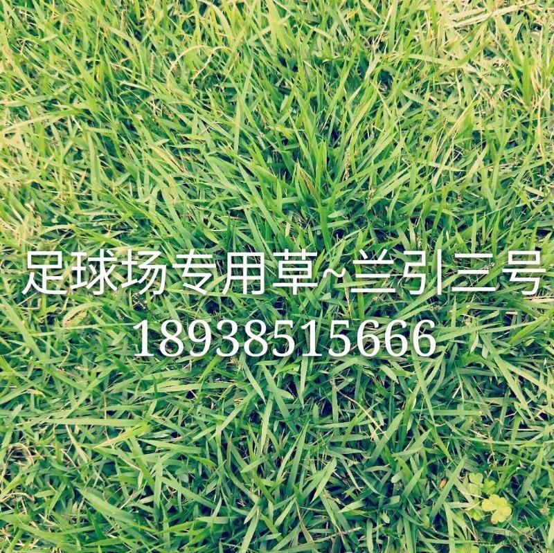 东莞【商之道】草皮基地:189—3851—5666深圳【绿茵缘】草皮基地www