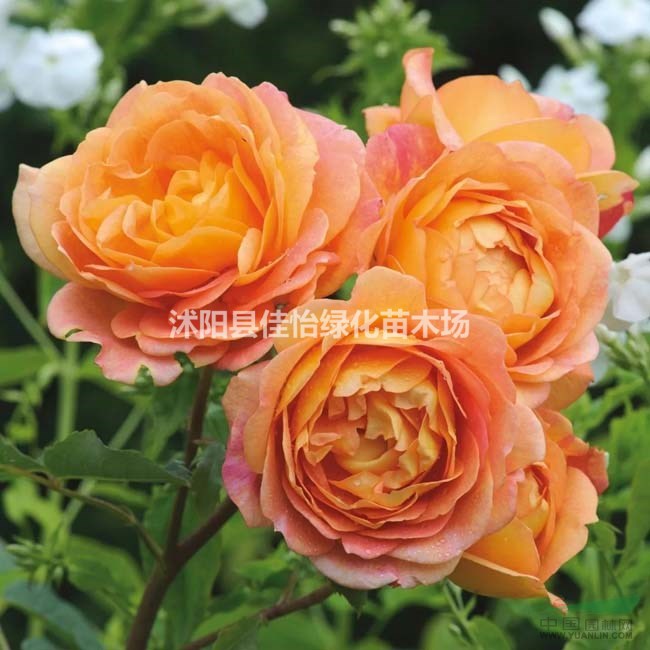 供应夏洛特夫人月季 夏洛特盆栽月季 月季工程苗小苗