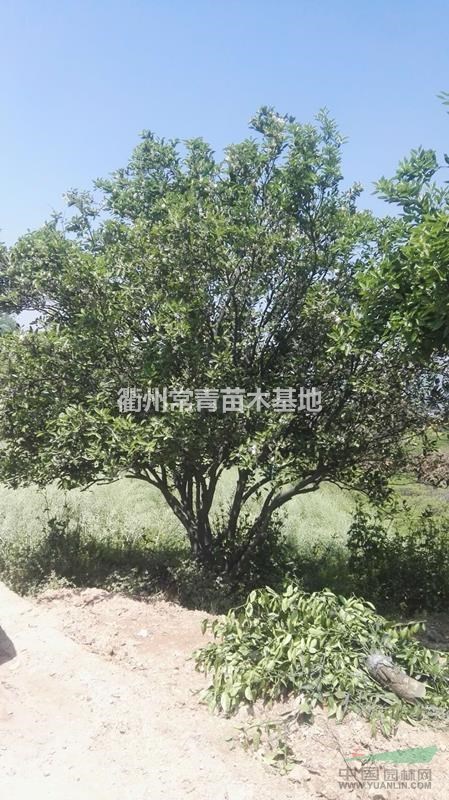 供应丛生精品胡柚树(高4.3m 蓬径5.2m 地径24cm)