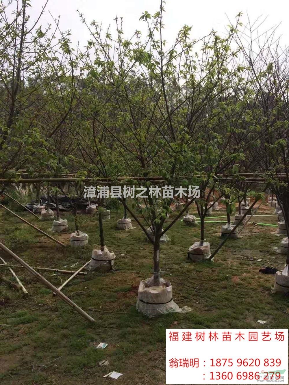 福建[产品]/福建福建山樱花价格/报价图片