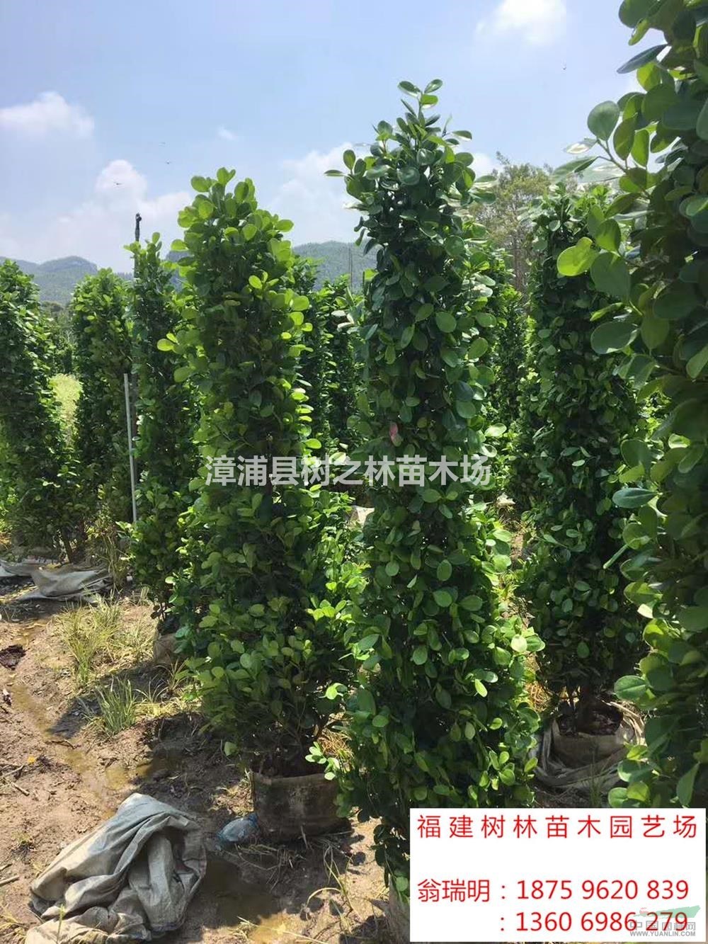 大小规格火山榕,金钱榕基地