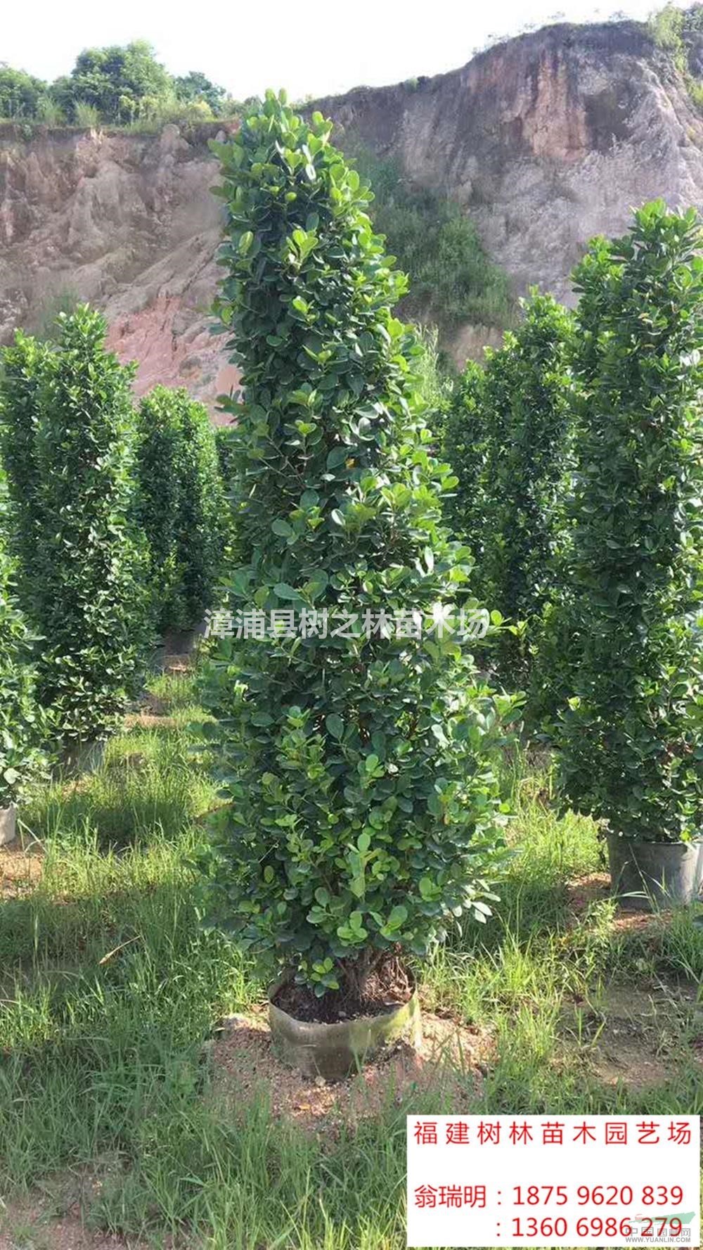 福建火山榕,金钱榕2批发/供应