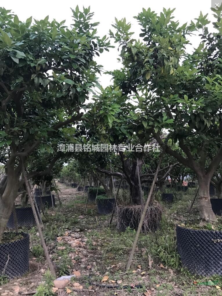 柚子树各种规格批发