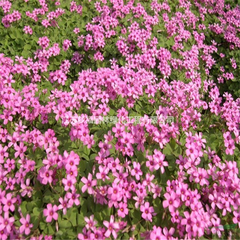 供应红花草 红花醡浆草 红花炸酱草