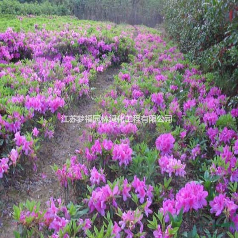 供应夏娟 夏娟苗 - 苗木供应信息 - 江苏梦福园林绿化