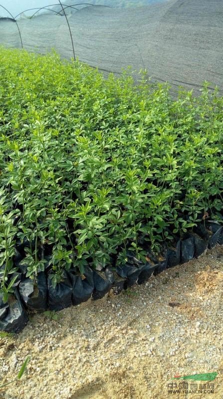 批发供应迎春花云南黄素馨苗木工程绿化苗素馨花小苗规格齐全