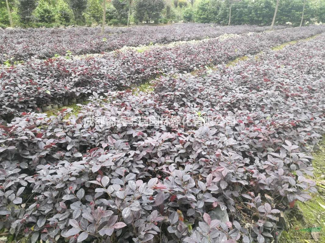 四川红继木杯苗价格_成都红檵木杯苗报价_红花檵木杯苗基地供应