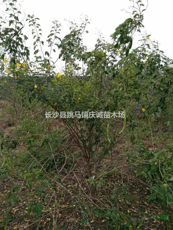 首页 长沙县跳马镇庆诚苗木场 产品供应 > 黄花槐,丛生黄花槐,单杆
