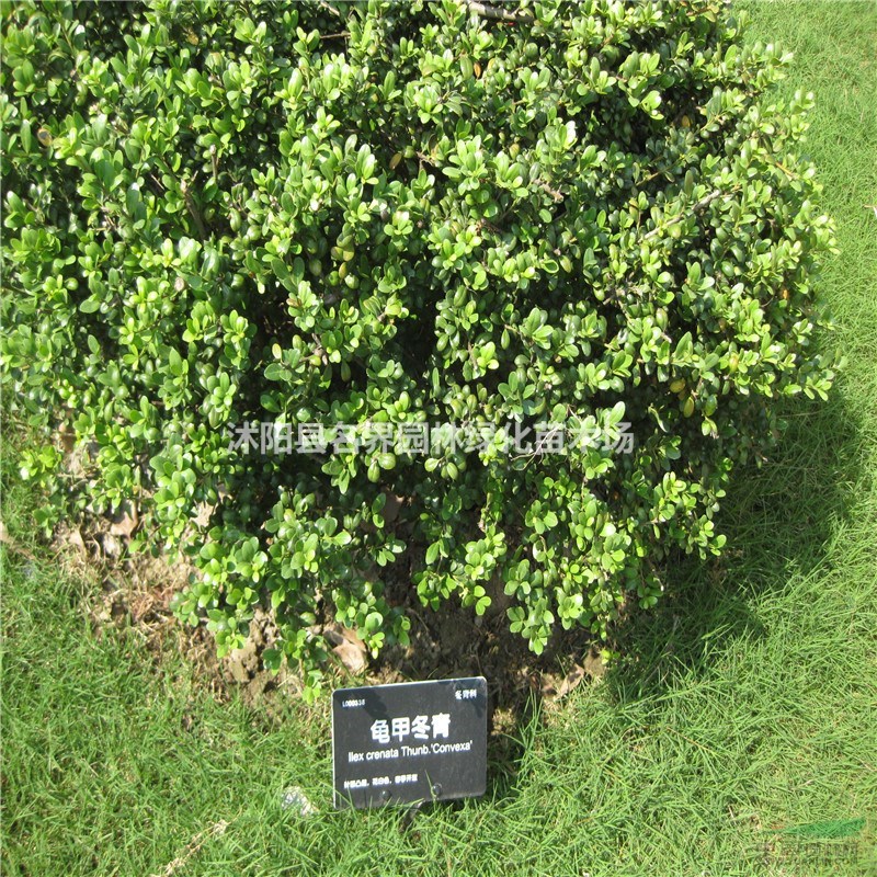 供应大量不同规格的龟甲冬青球