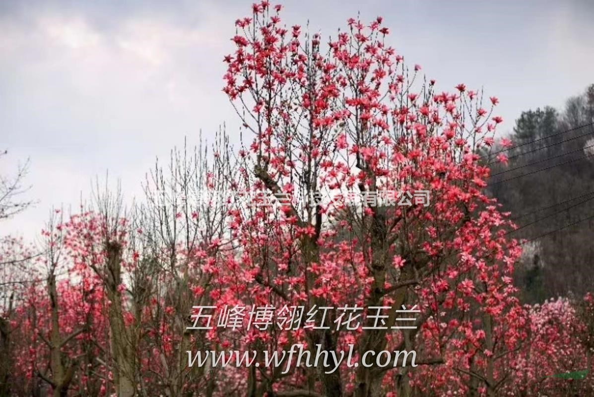 红花玉兰娇红1号高接工程苗