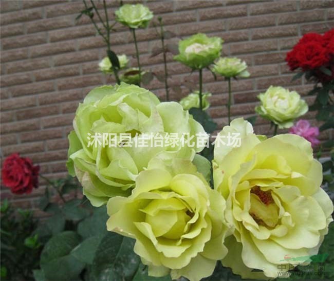 绿野月季 绿野月季花丰花大花切花 绿植月季小苗工程苗 盆栽