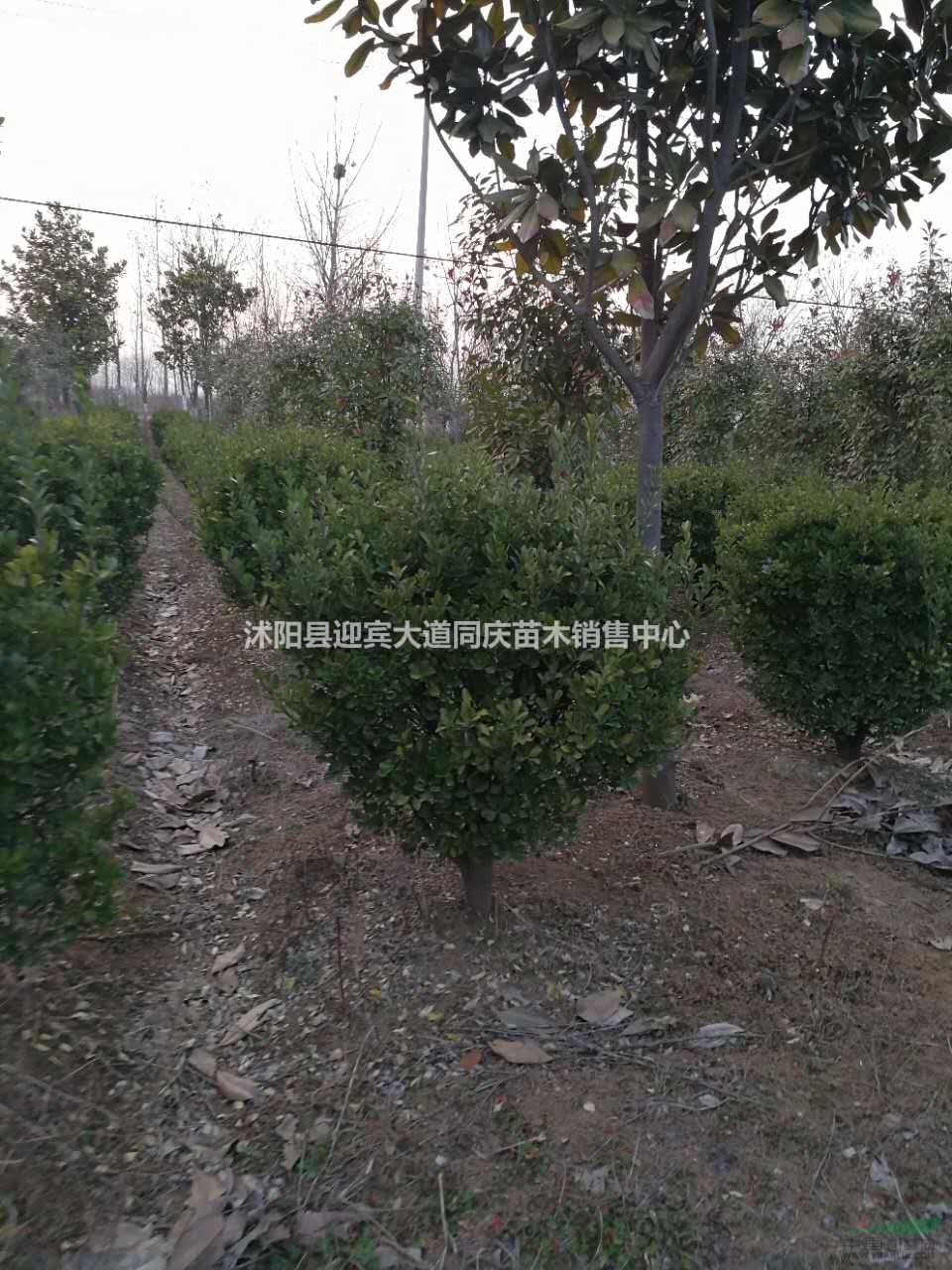 优质大叶黄杨球、黄杨球价格、*黄杨球价格