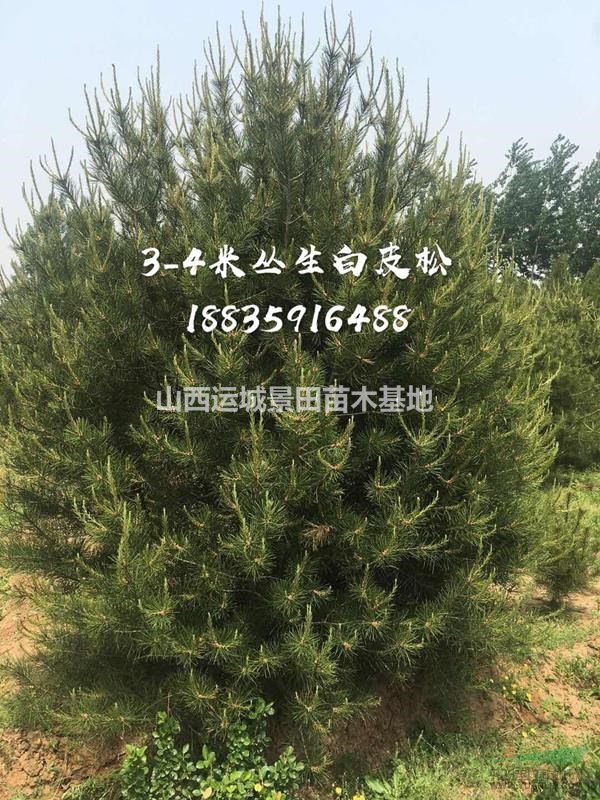 5米丛生白皮松图片·3米丛生白皮松