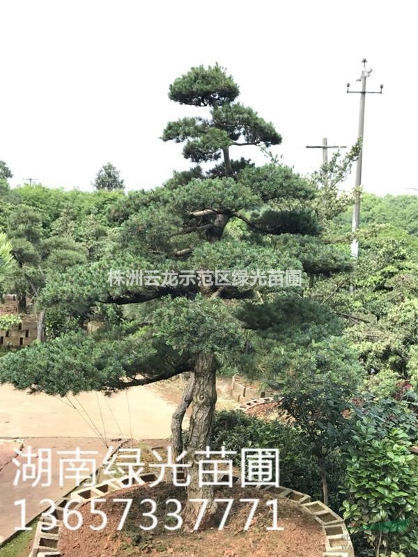 自家苗圃湖南五针松,造型五针松,精品造型五针松