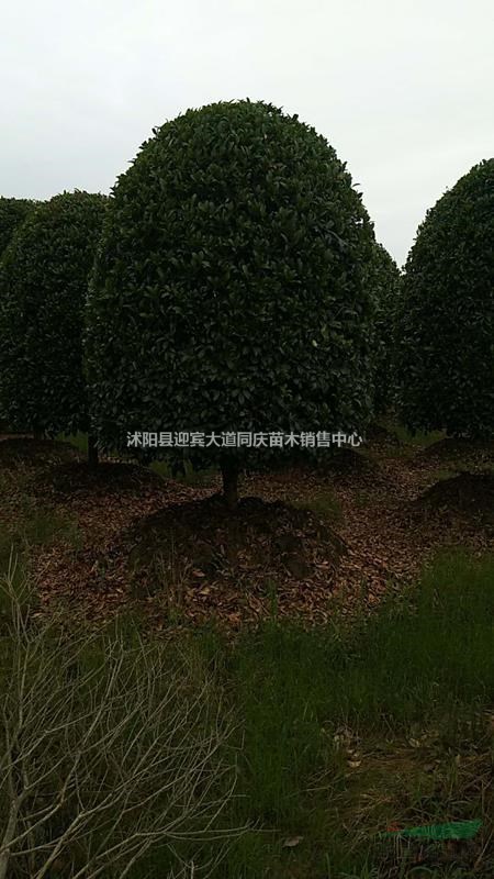 桂花、宿迁桂花、丹桂、金桂、月月桂、八月桂、四季桂