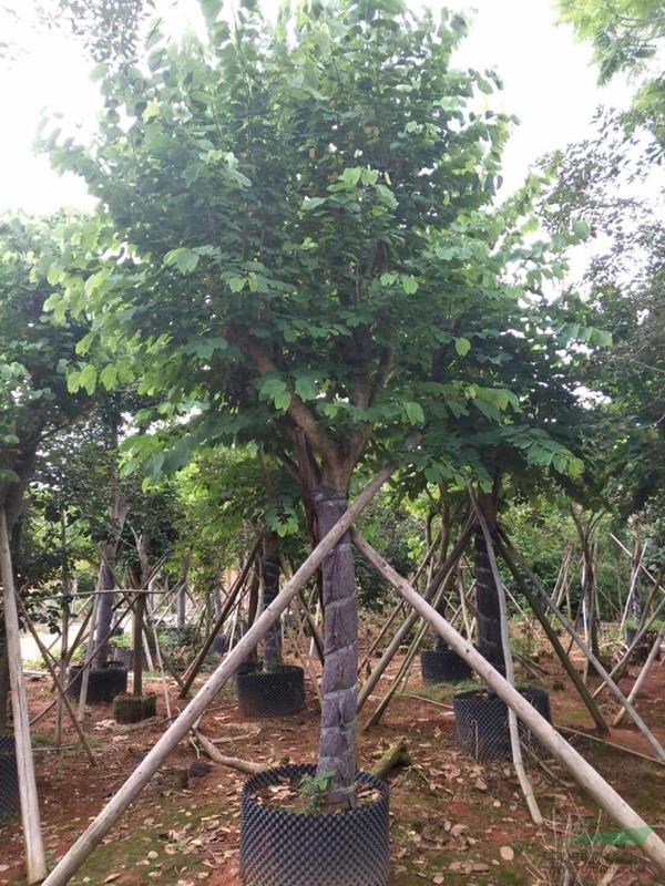 福建省漳州市,洋紫荆,基地