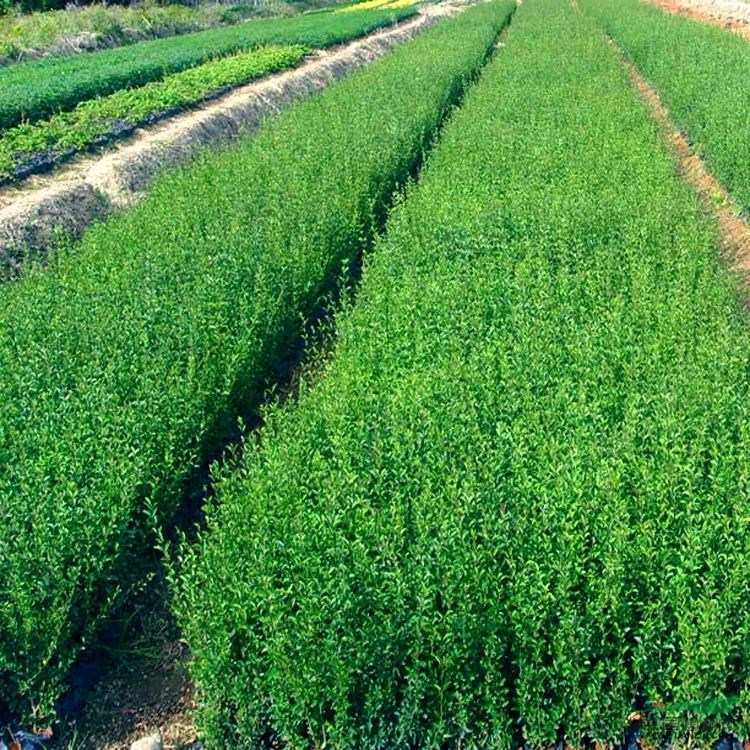 小叶女贞30-50cm,小叶女贞球,小叶女贞基地
