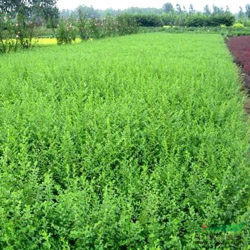 小叶女贞30-50cm,小叶女贞球,小叶女贞基地