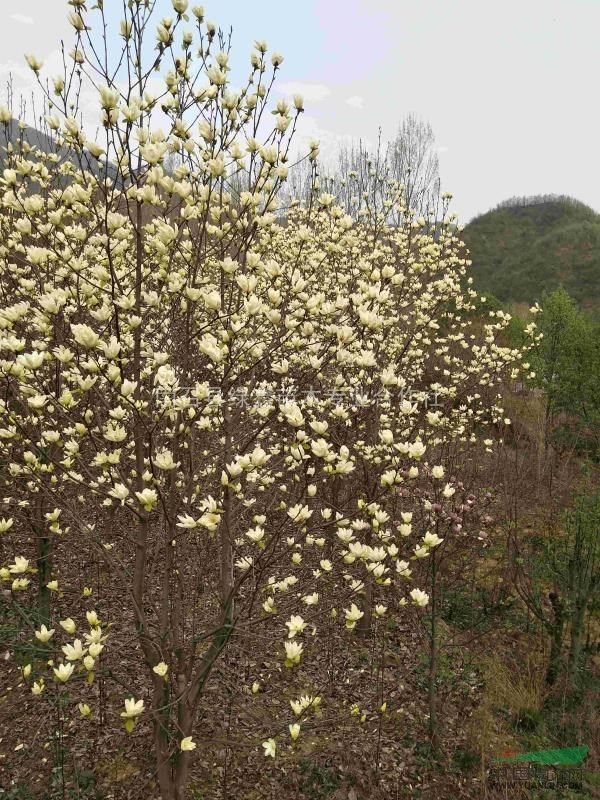 河南黄玉兰,河南红玉兰,河南紫玉兰,河南白玉兰