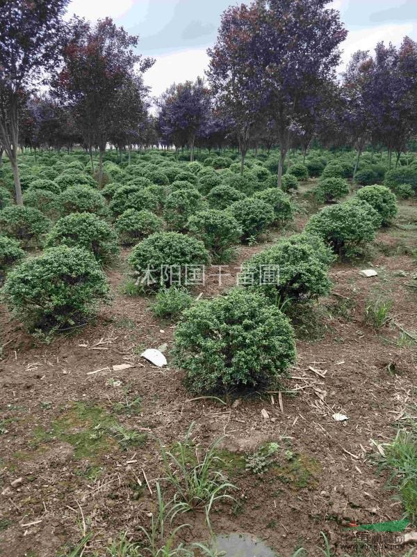 丛生高杆女贞基地_种植厂家_产地报价单_沭阳国干苗圃