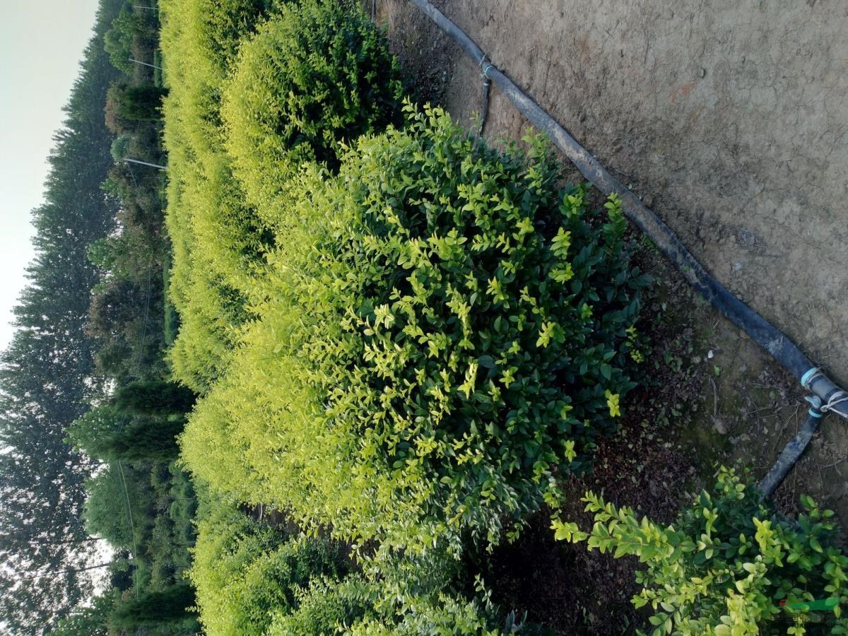 金叶女贞40-50cm高、金叶女贞球、金叶女贞全国*价