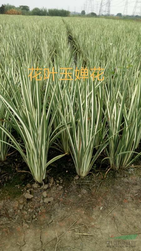 江苏供应花叶玉蝉花规格齐全