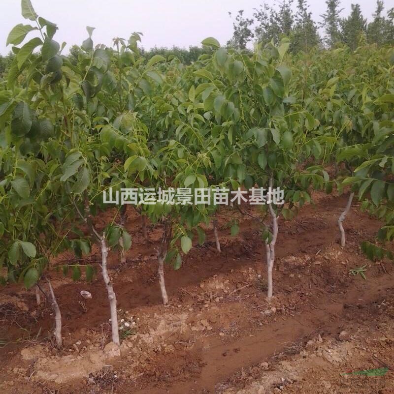 4公分核桃树价钱=4公分核桃树图片=山西5公分核桃树产地报价