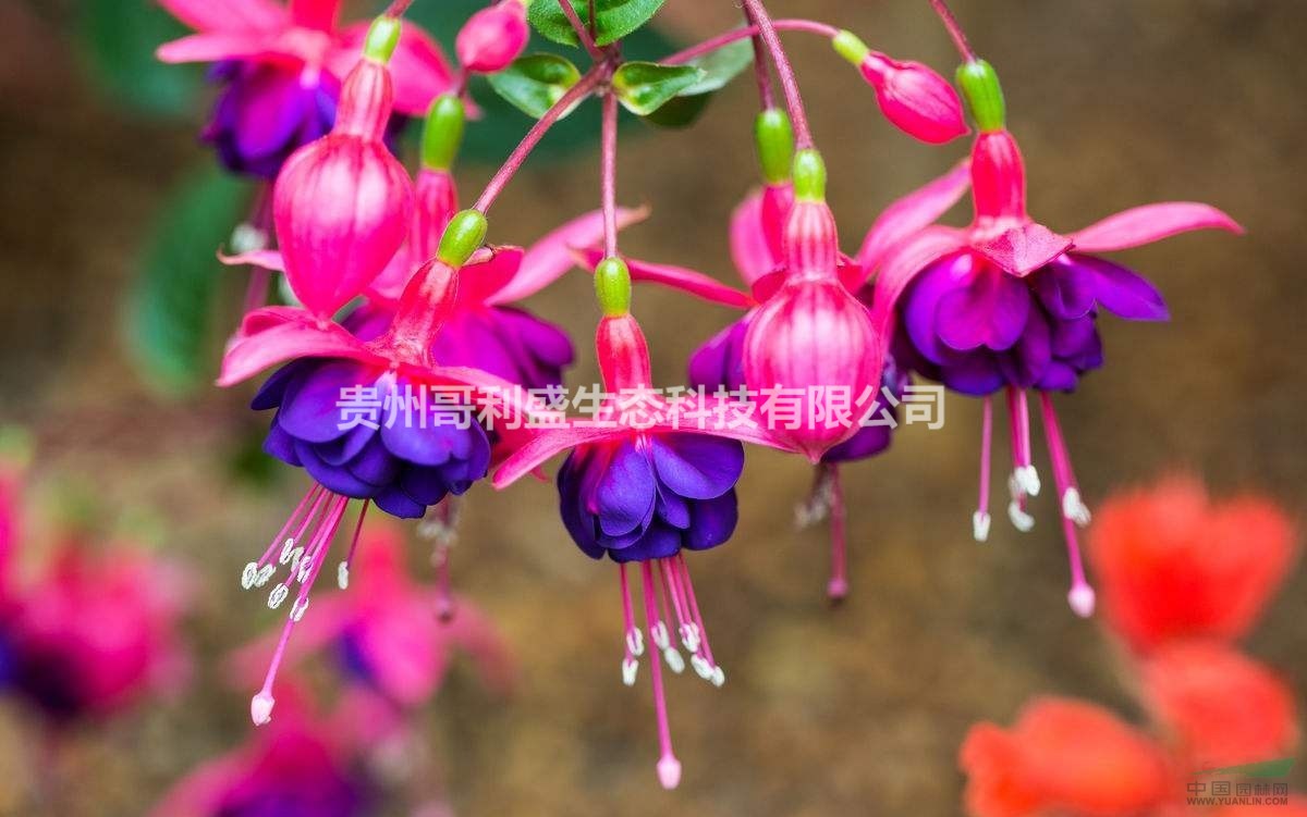 灯笼花