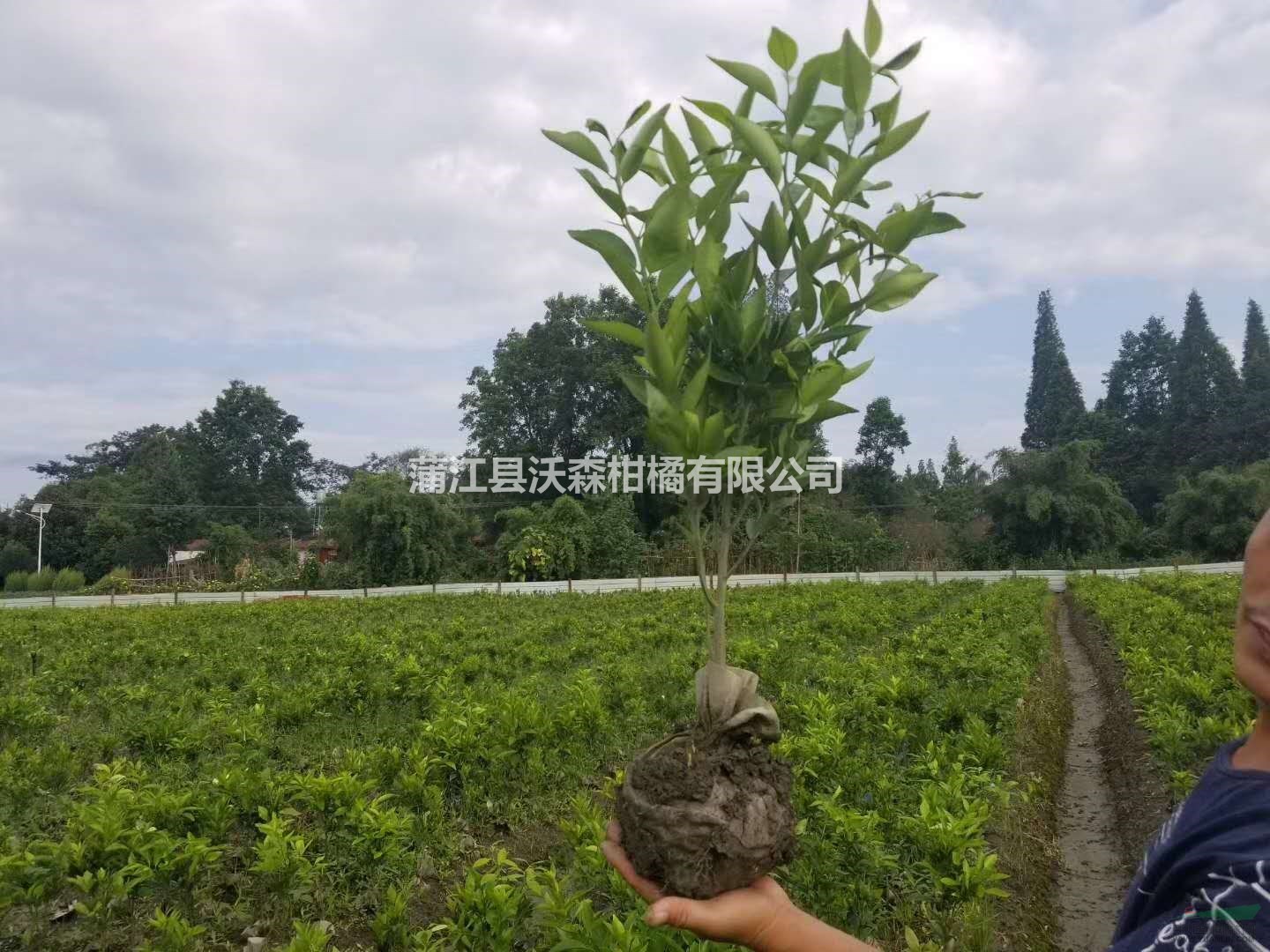 柑橘苗基地批发 四川丑八怪柑橘假植苗 优质高