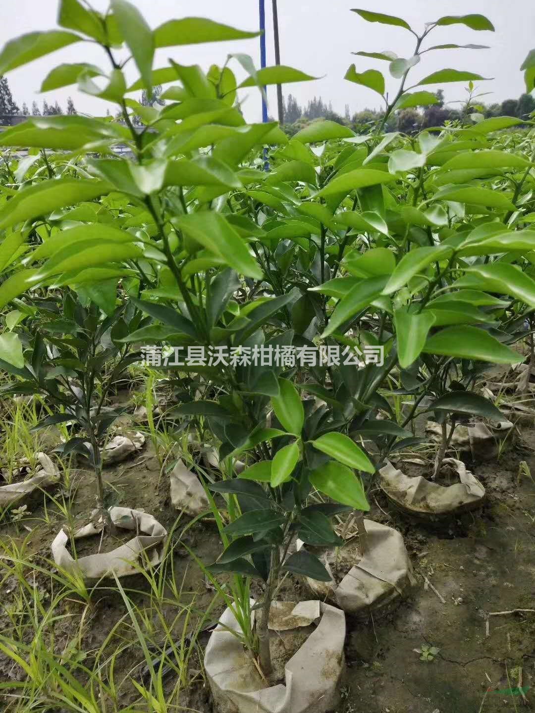 蒲江爱媛苗基地批发假植爱媛柑橘苗,柑橘品种—爱媛38号苗
