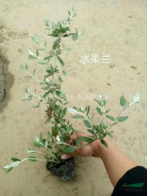 萧山小杯水果兰量大价优