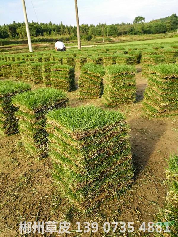 湖南郴州可供玉溪河道边坡草地马尼拉真草皮送货上门