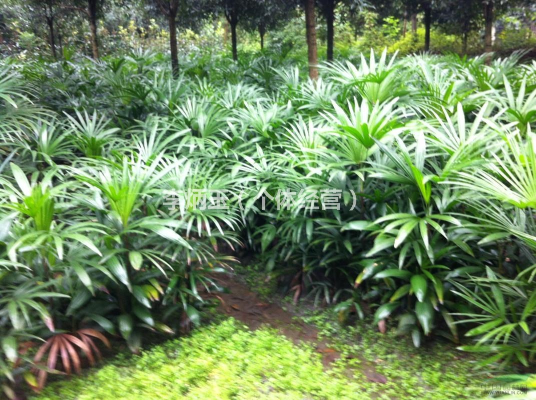 成都基地大量供应棕竹 物优价美 本基地所有苗木均可看货起苗图片