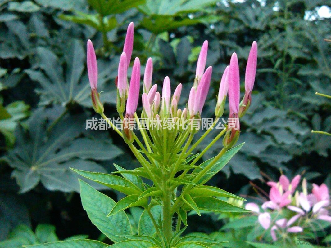 【醉蝶花*新报价 醉蝶花基地直销 醉蝶花绿化工程苗】