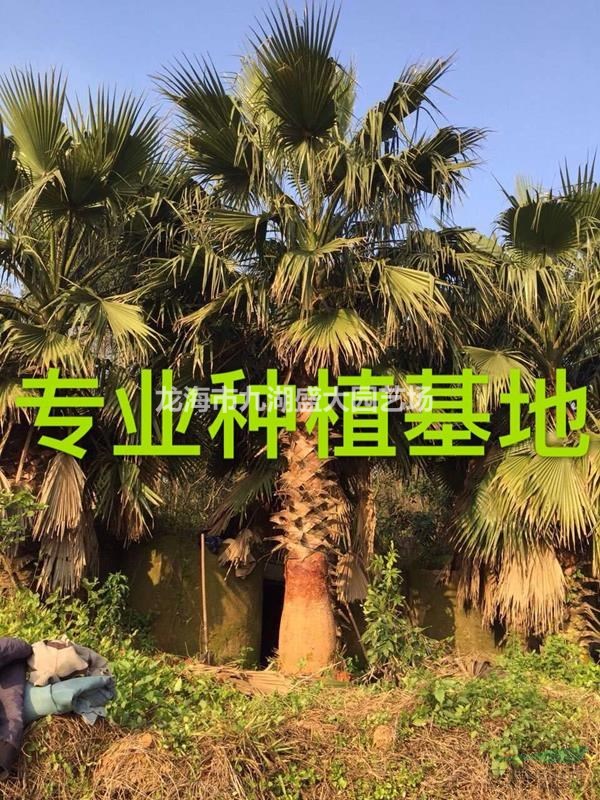 ˿ ؼ۸ ʢ鵱 ʢٿֱ