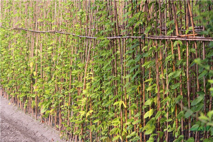 四川油麻藤大面积种植基地