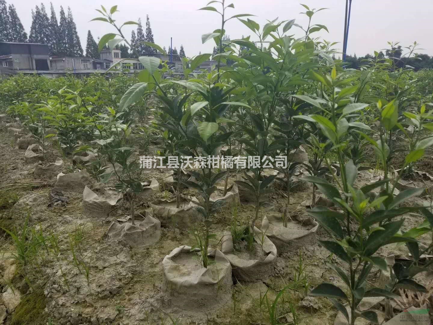 大量批发大雅柑一号苗 两年生大雅柑1号袋苗假植苗