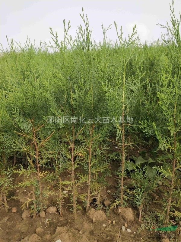 首页 郧阳区南化云犬苗木基地 产品供应 > 侧柏树苗,湖北河南陕西地区