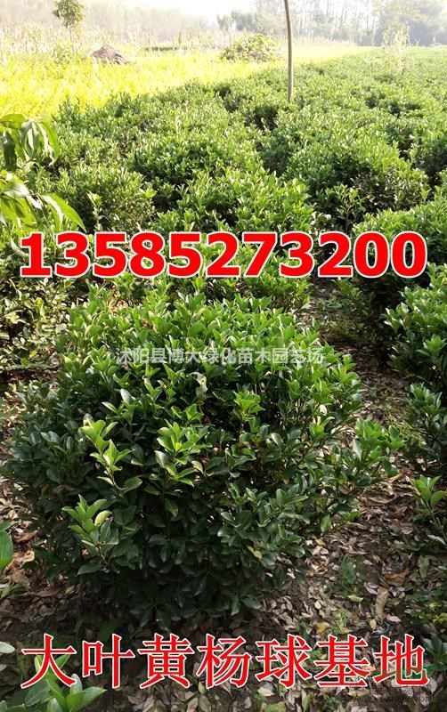 供应大叶黄杨球(冠幅80-100公分)优质大叶黄杨球价格基地