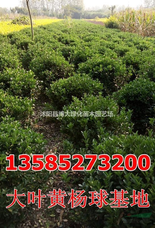 供应大叶黄杨球(冠幅80-100公分)优质大叶黄杨球价格基地