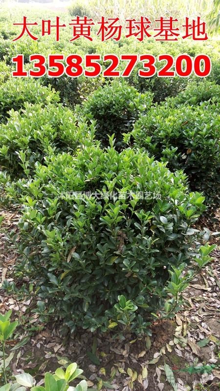 供应大叶黄杨球(冠幅80-100公分)优质大叶黄杨球价格基地