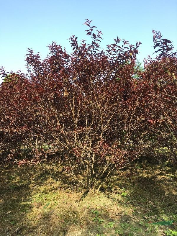 丛生红叶桃