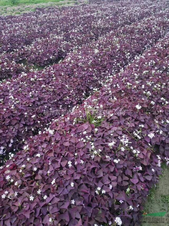 紫叶榨浆草