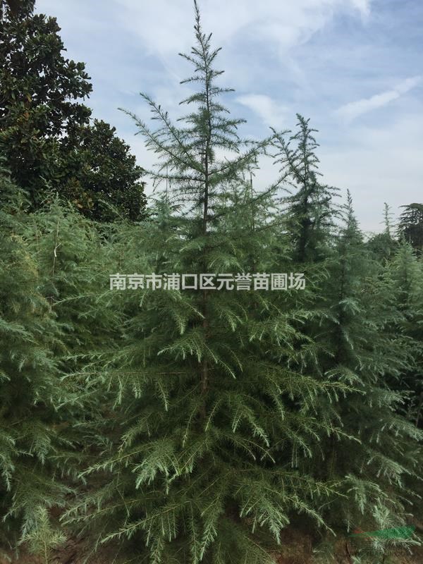 Բ3ѩɣ2ѩɣ2.5ѩɣ1.5ѩ